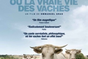 Affiche Bovines 